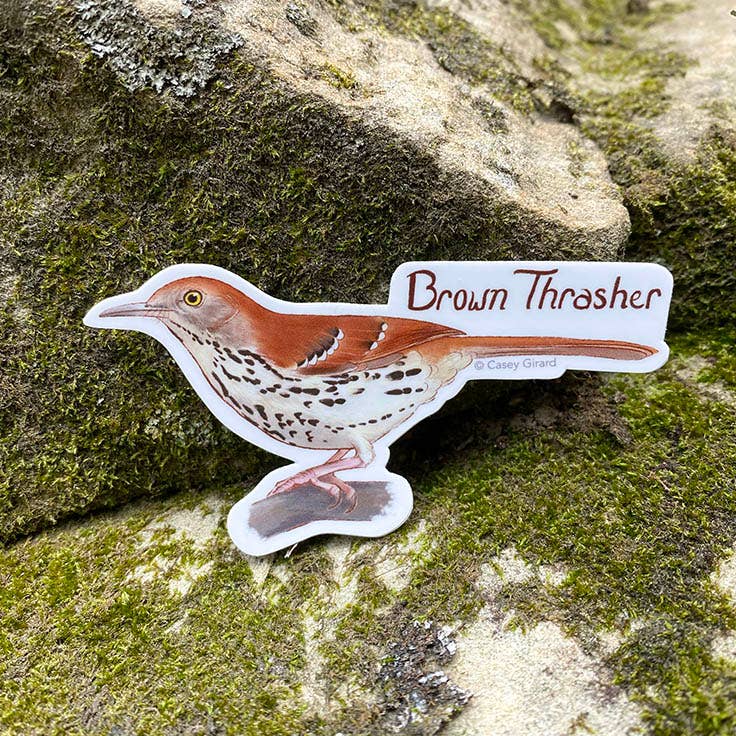 Brown Thrasher Sticker