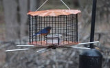 Bluebird Mealworm Feeder - Copper Cage