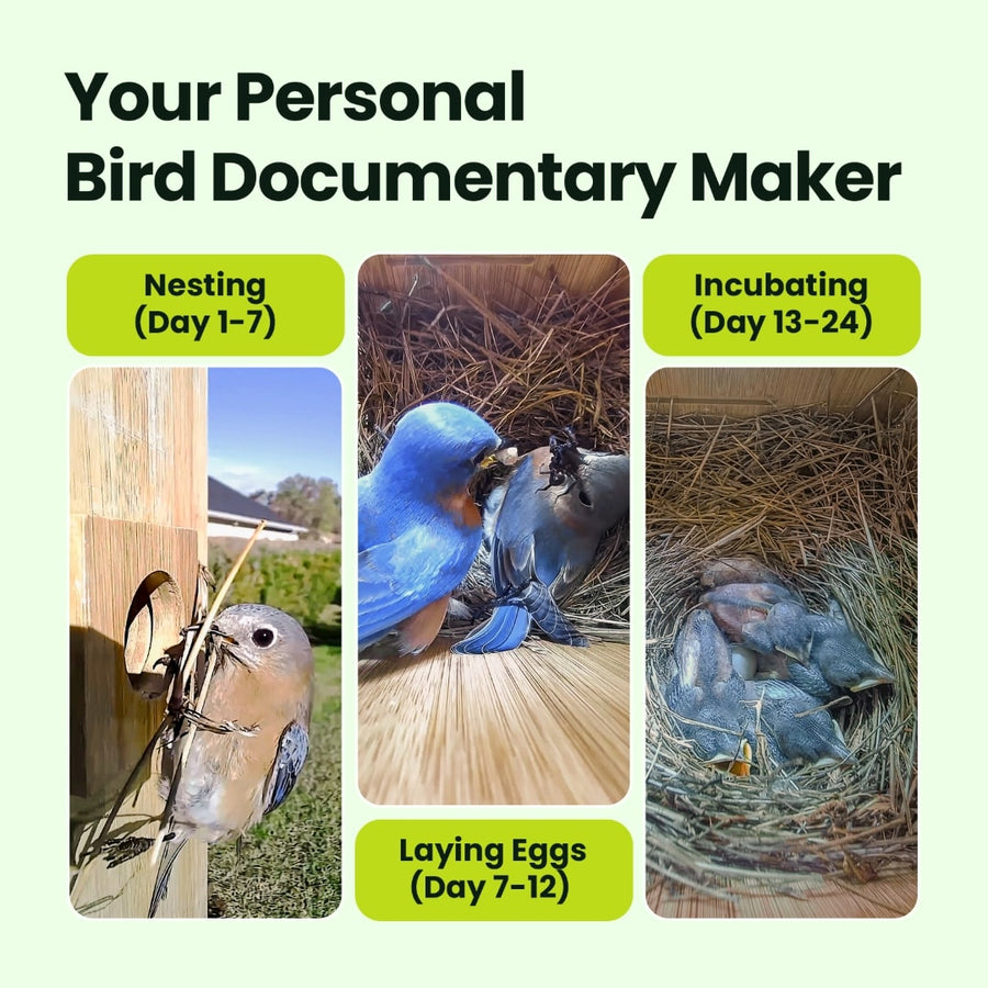 Birdfy Dual Camera Nesting Box