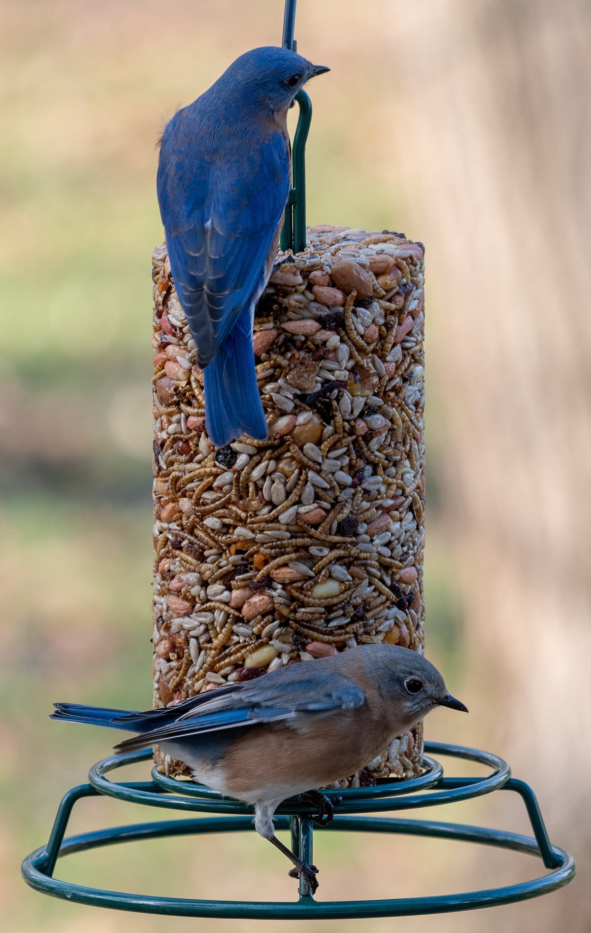 Bugs, Nuts, & Fruit Cylinder – Small