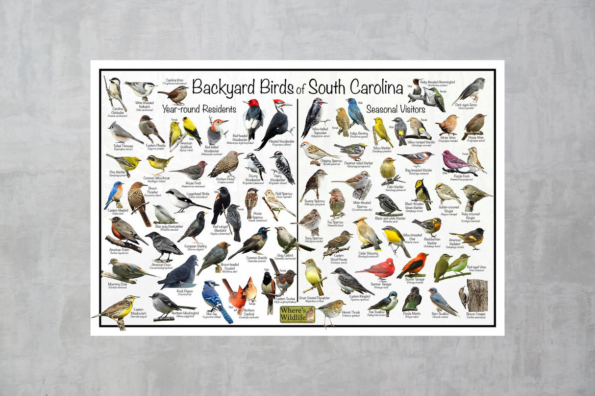 South Carolina Backyard Birds Poster 16x24