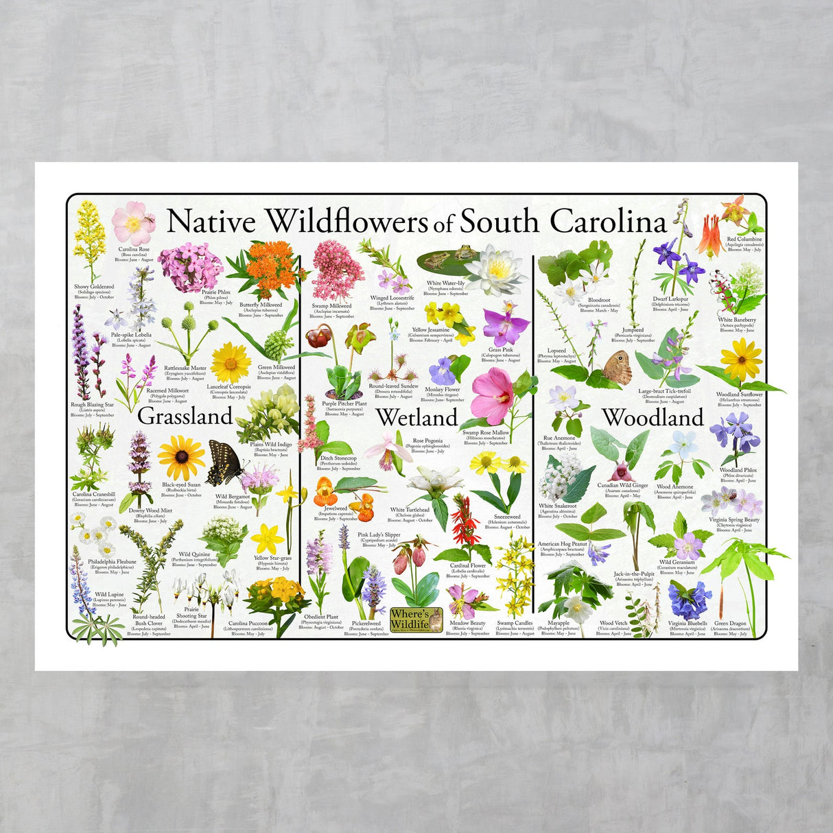 South Carolina Wildflowers Poster 16x24