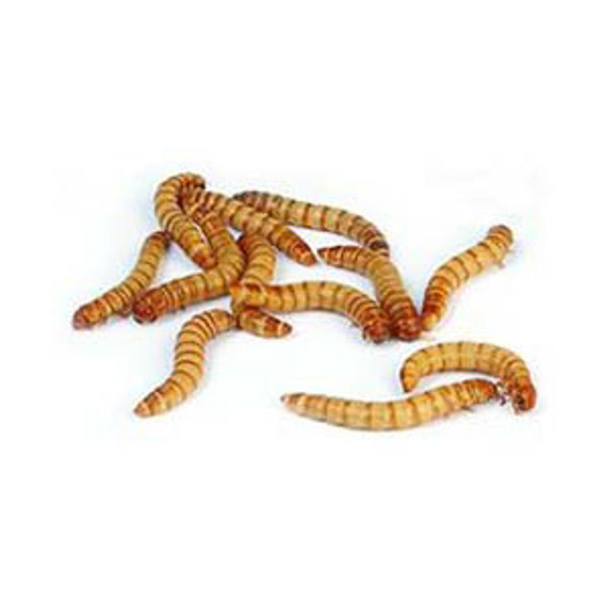 Fresh Mealworms - 1,000 ct